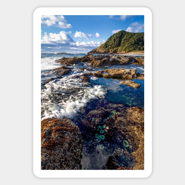 Happy Tide Pools Sticker by JeffreySchwartz